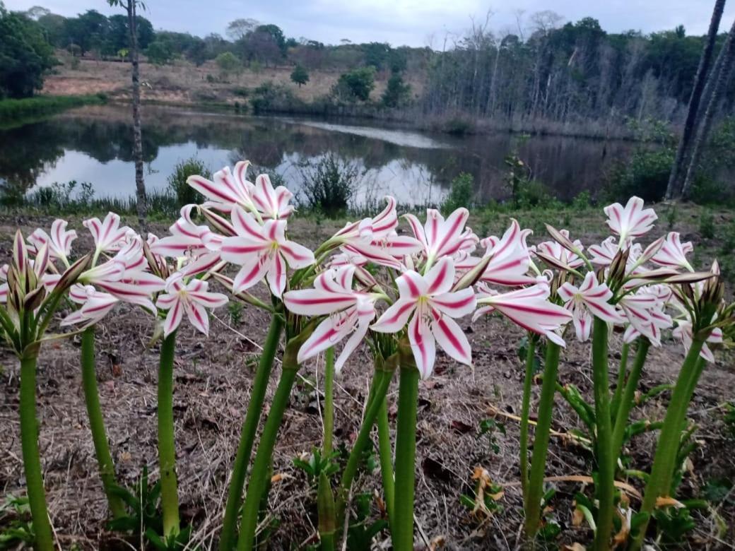 Chacara bica dágua Pirenópolis Exterior foto